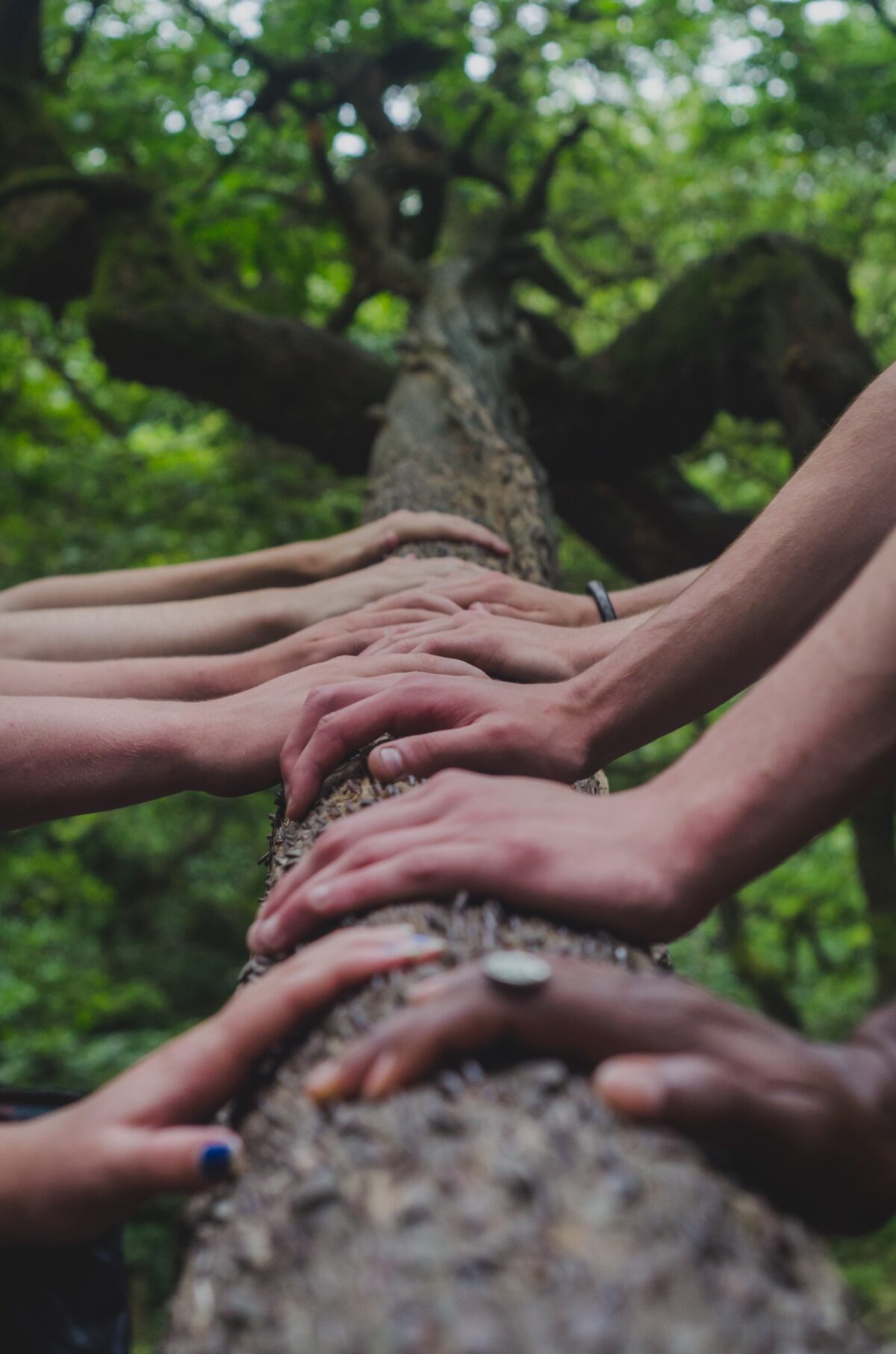 available support for adult adoptees - hands on tree to depict the struggle adult adoptees face